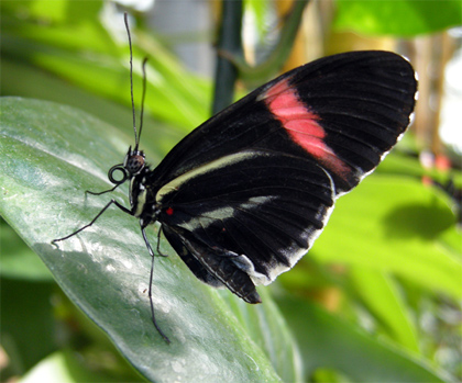 Heliconius melpomene butterfly