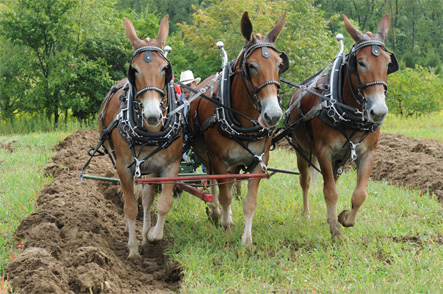 Team of Three Mules Plowing